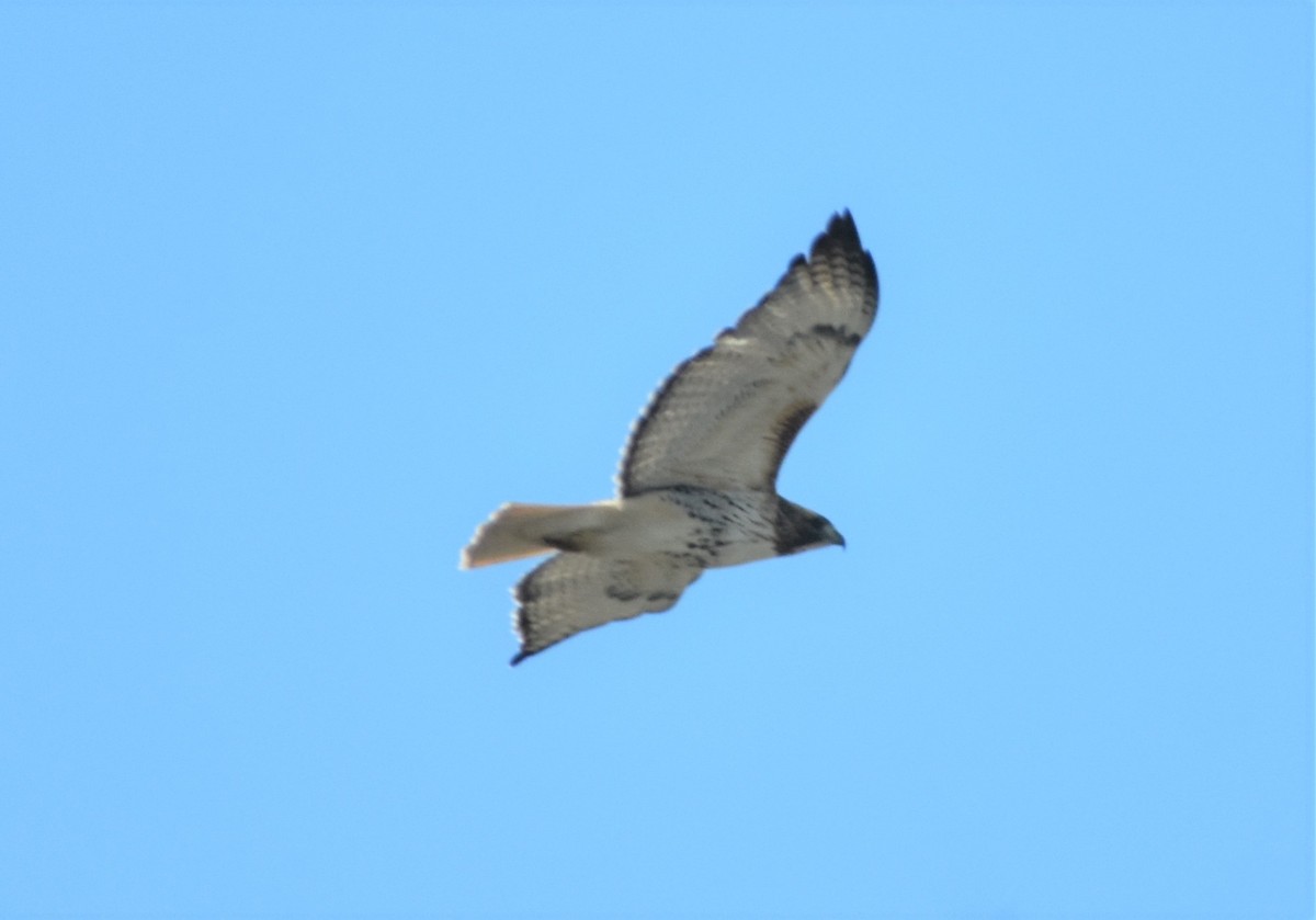 Red-tailed Hawk (Harlan's) - ML304179671