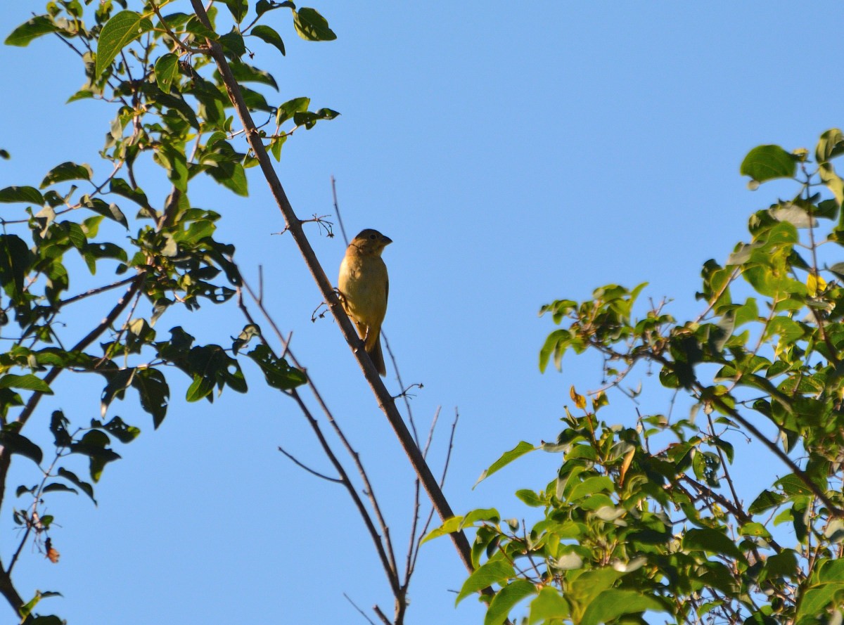 Sporophila sp. - ML304179791