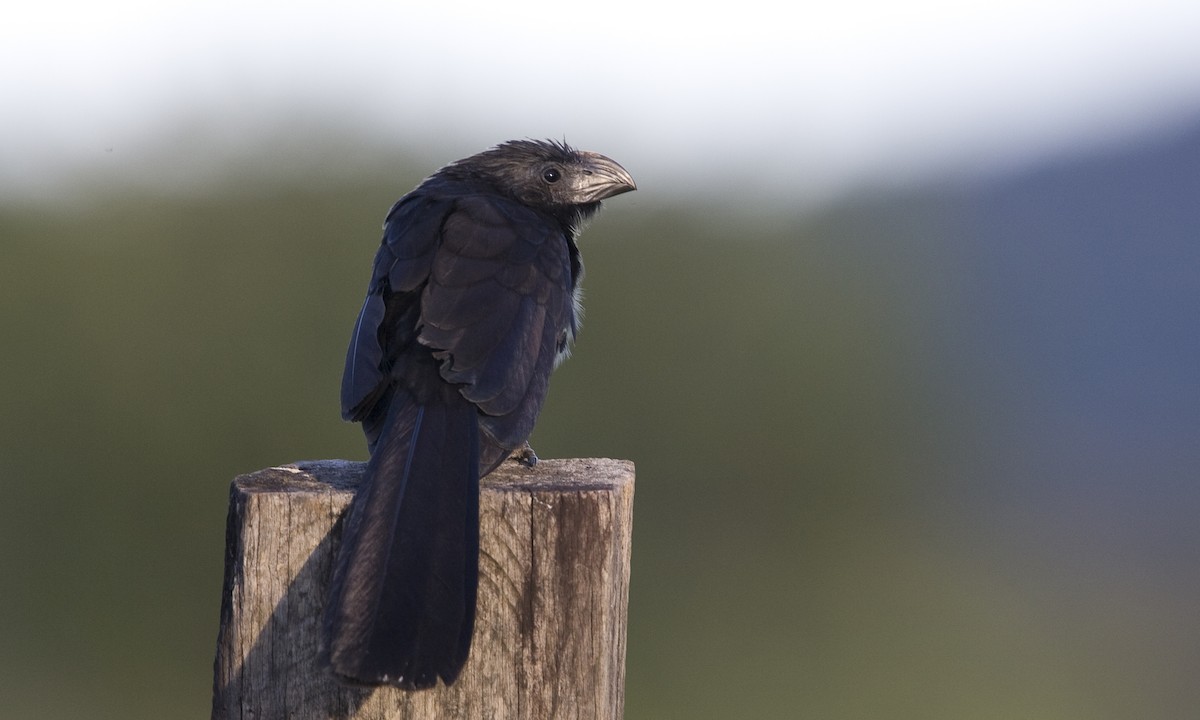 Groove-billed Ani - ML30418011