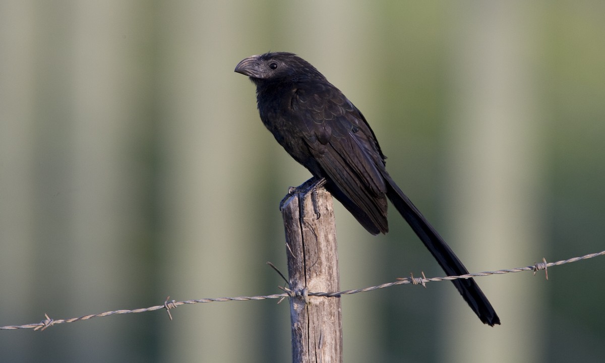 Groove-billed Ani - Brian Sullivan