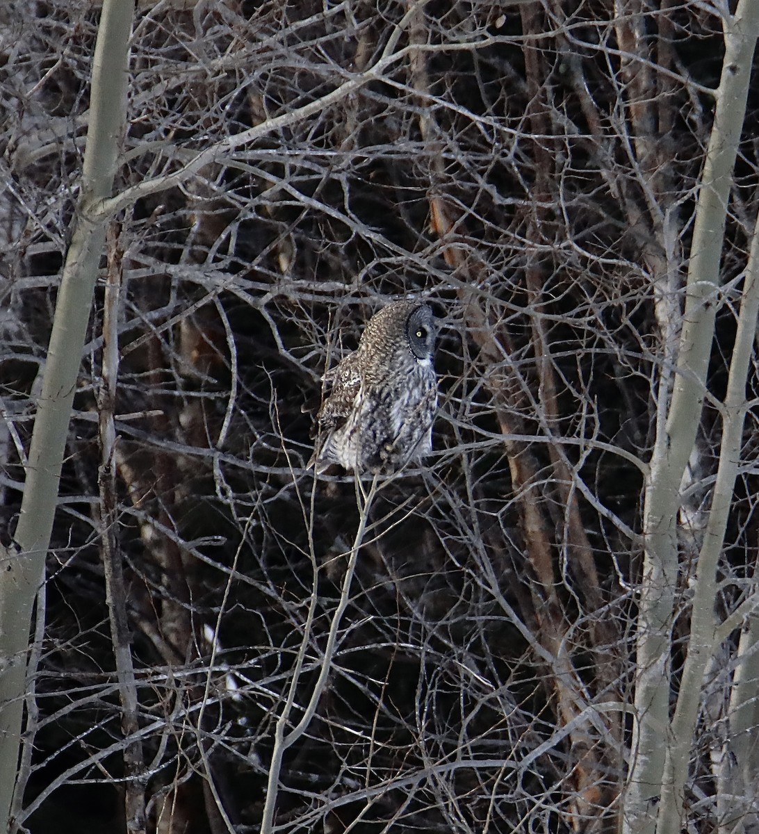 Great Gray Owl (American) - ML304180991