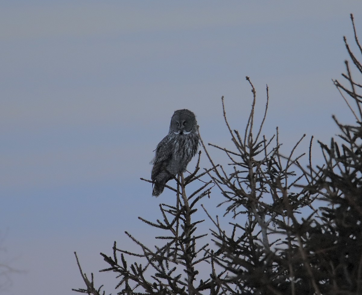 Great Gray Owl (American) - ML304181011