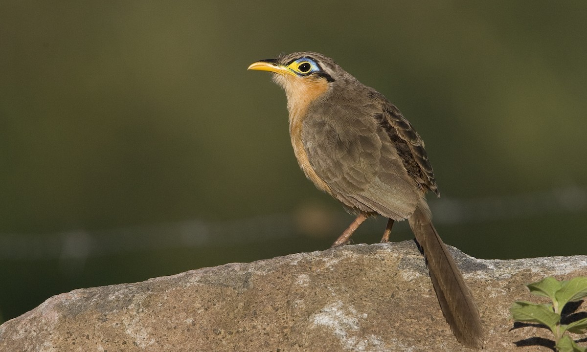 Lesser Ground-Cuckoo - Brian Sullivan