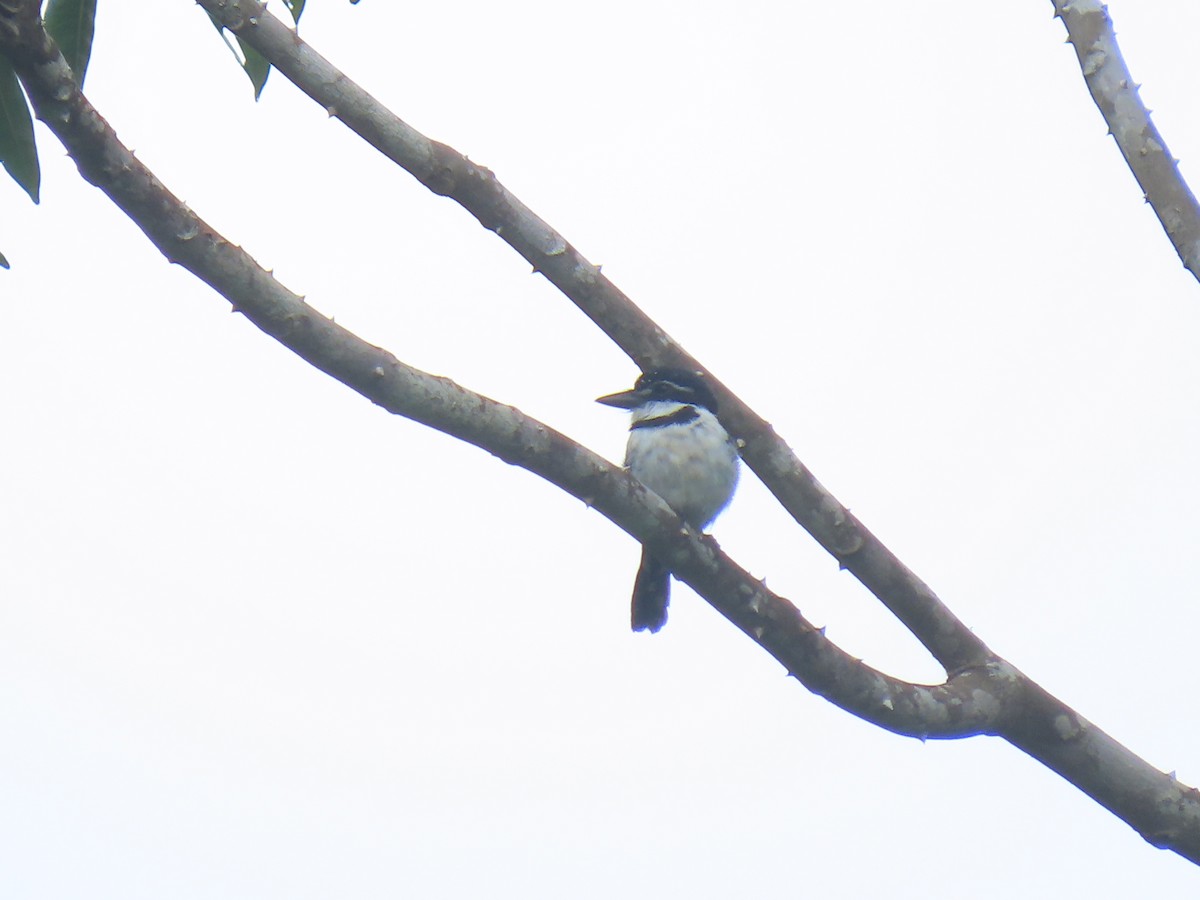 Pied Puffbird - ML304181371