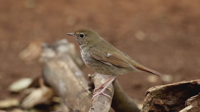 Rufous-tailed Robin - ML304181401