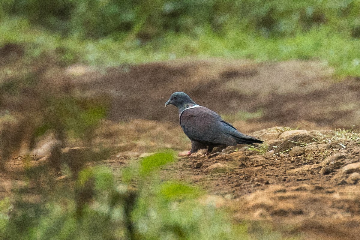 Pigeon de Delegorgue - ML304182291