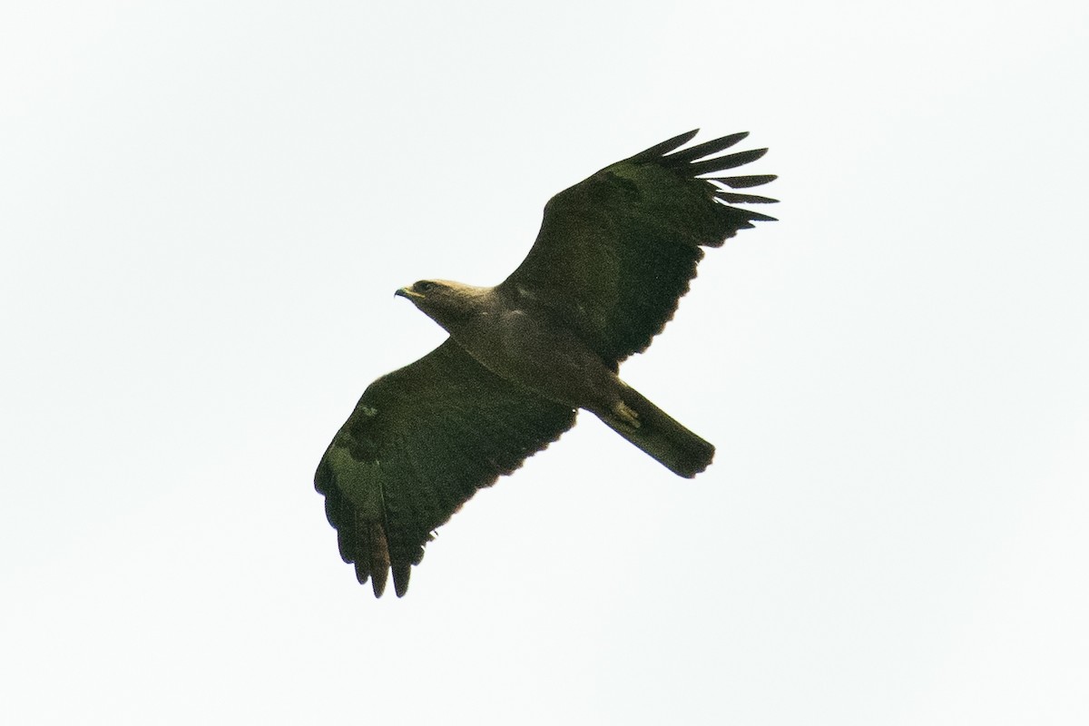 Wahlberg's Eagle - ML304182351