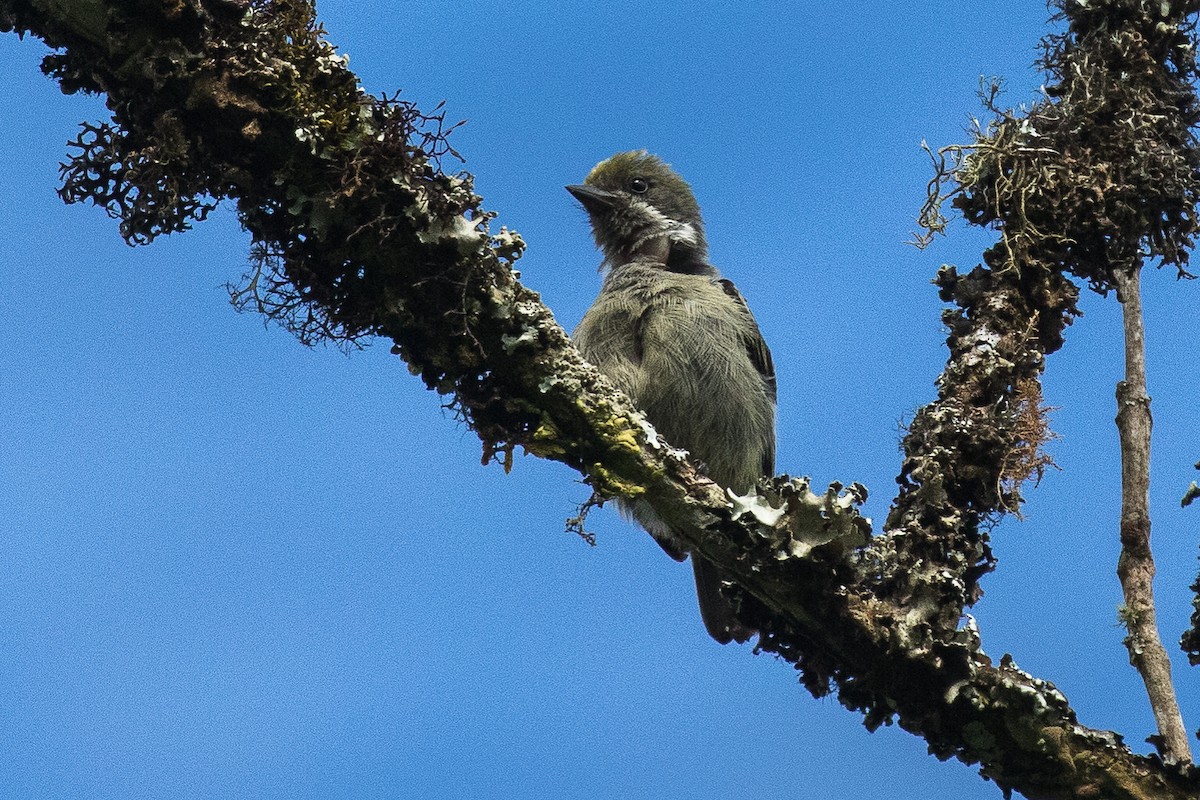 Bergbartvogel - ML304182501