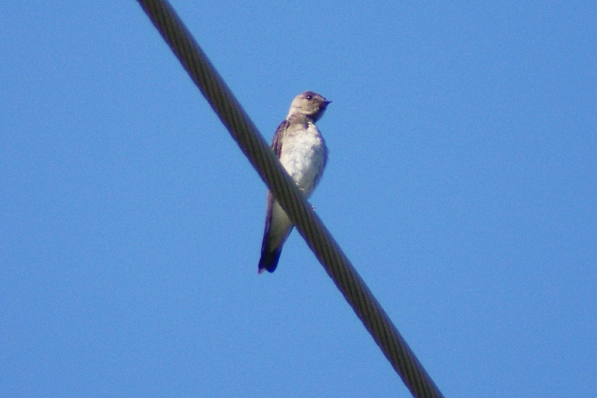 Northern Rough-winged Swallow - ML30418261