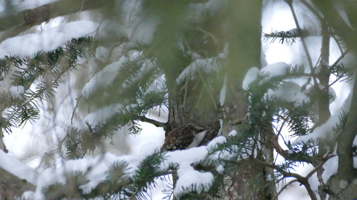 Brown Creeper - ML304184661