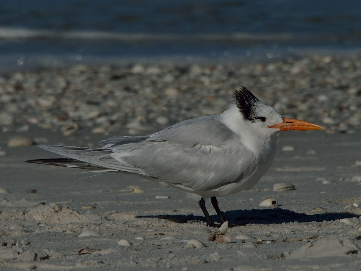 Royal Tern - ML304185171