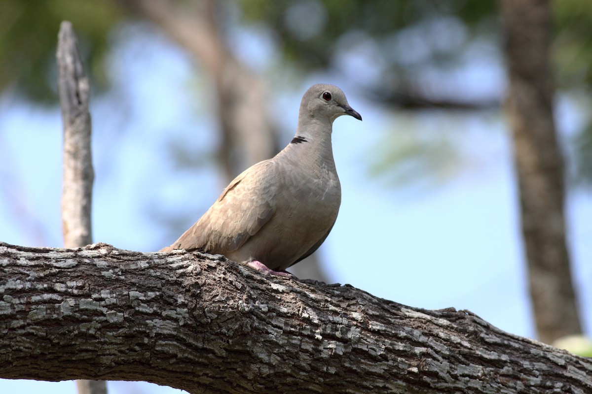 Eurasian Collared-Dove - J. Marty Paige