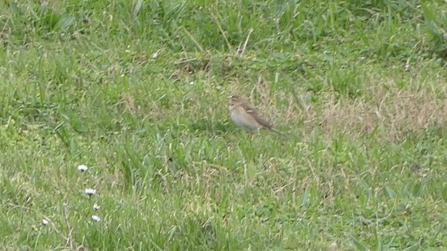 Richard's Pipit - ML304186331