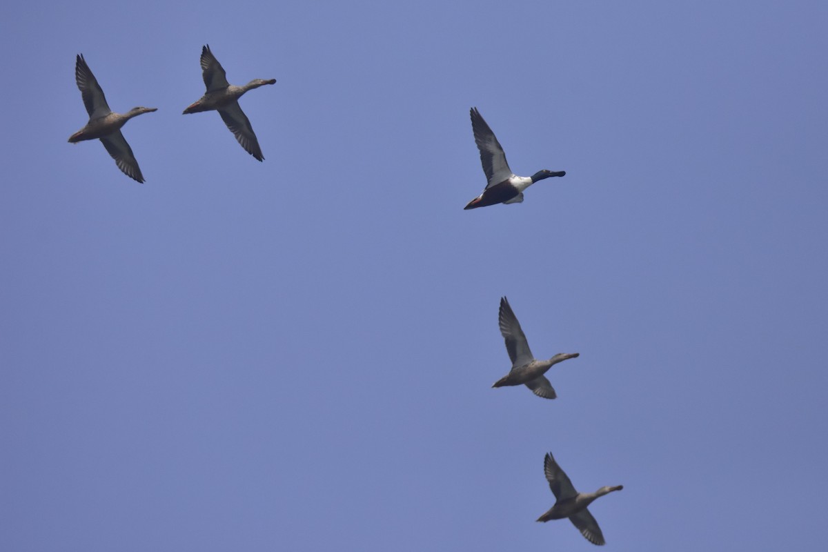 Northern Shoveler - ML304186841