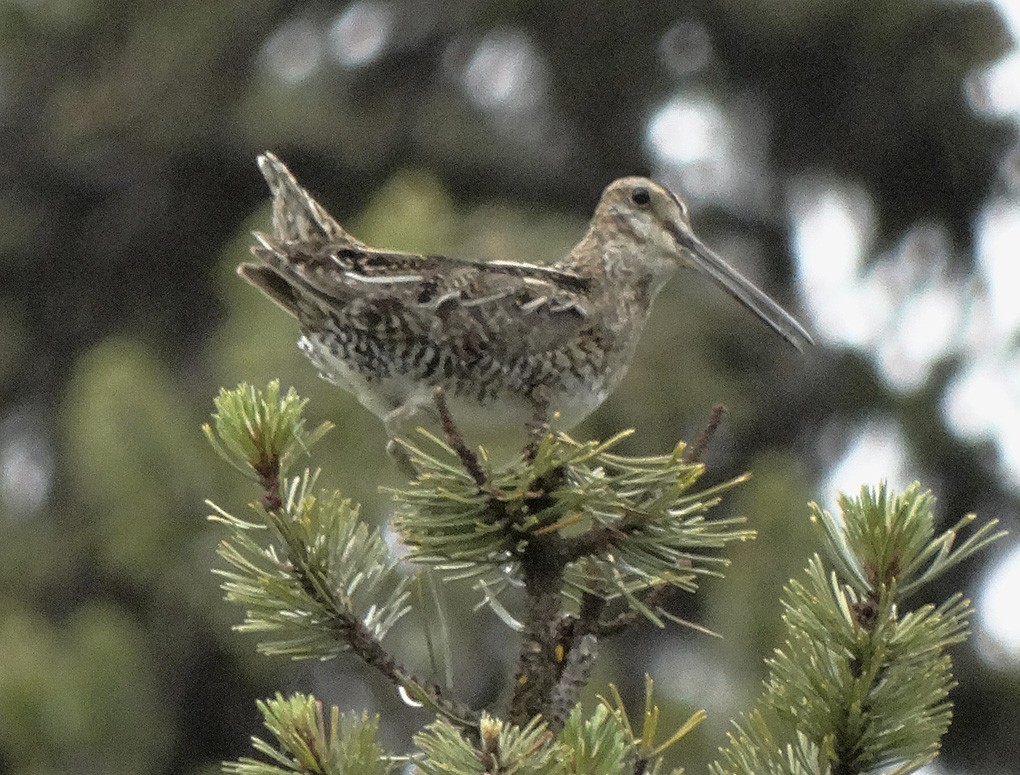 Wilson's Snipe - Nancy Overholtz