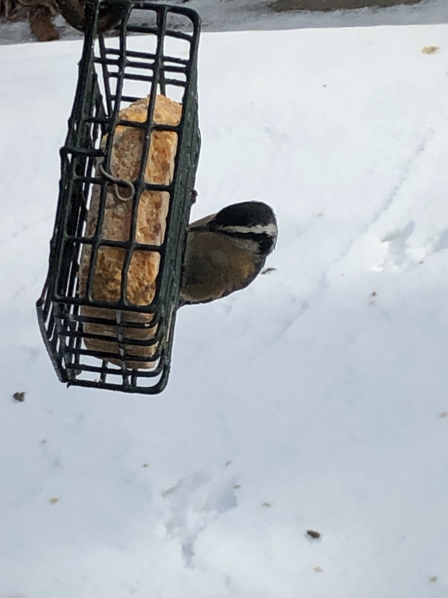 Red-breasted Nuthatch - ML304188201