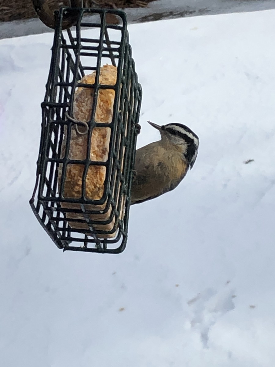 Red-breasted Nuthatch - ML304188241