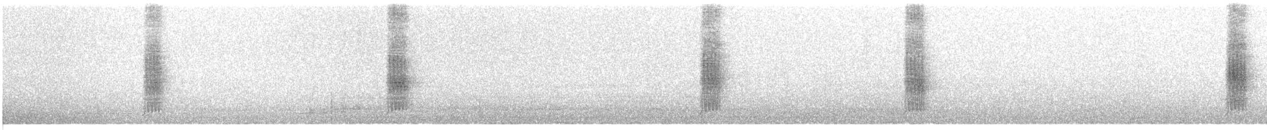 umbratrost (magellanicus/pembertoni) - ML304190091