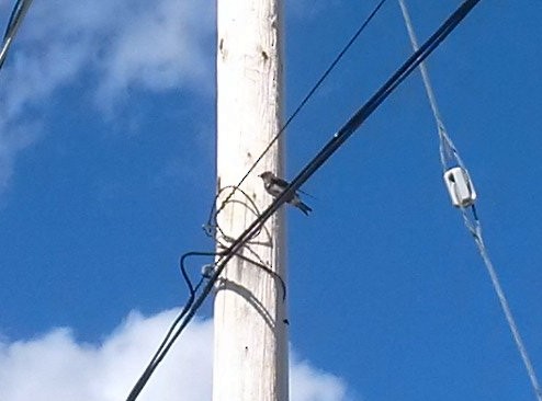 Purple Martin - ML30419051