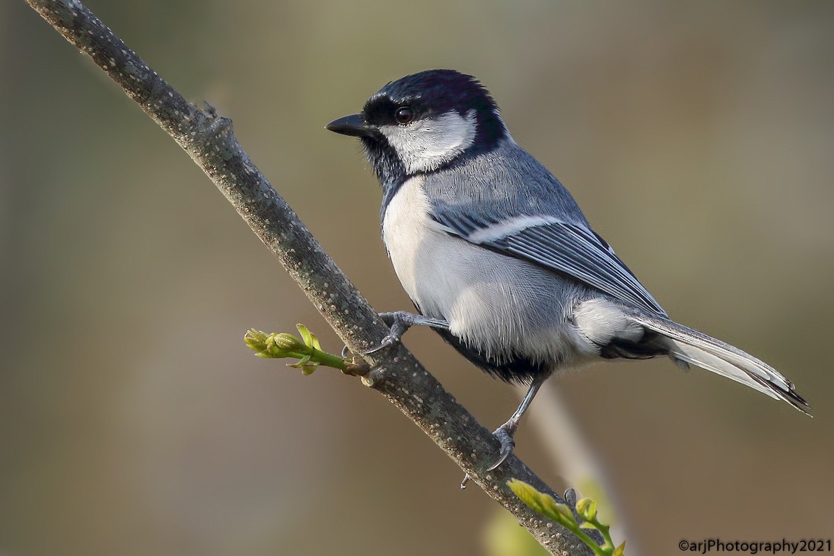 Asian Tit (Cinereous) - ML304191251