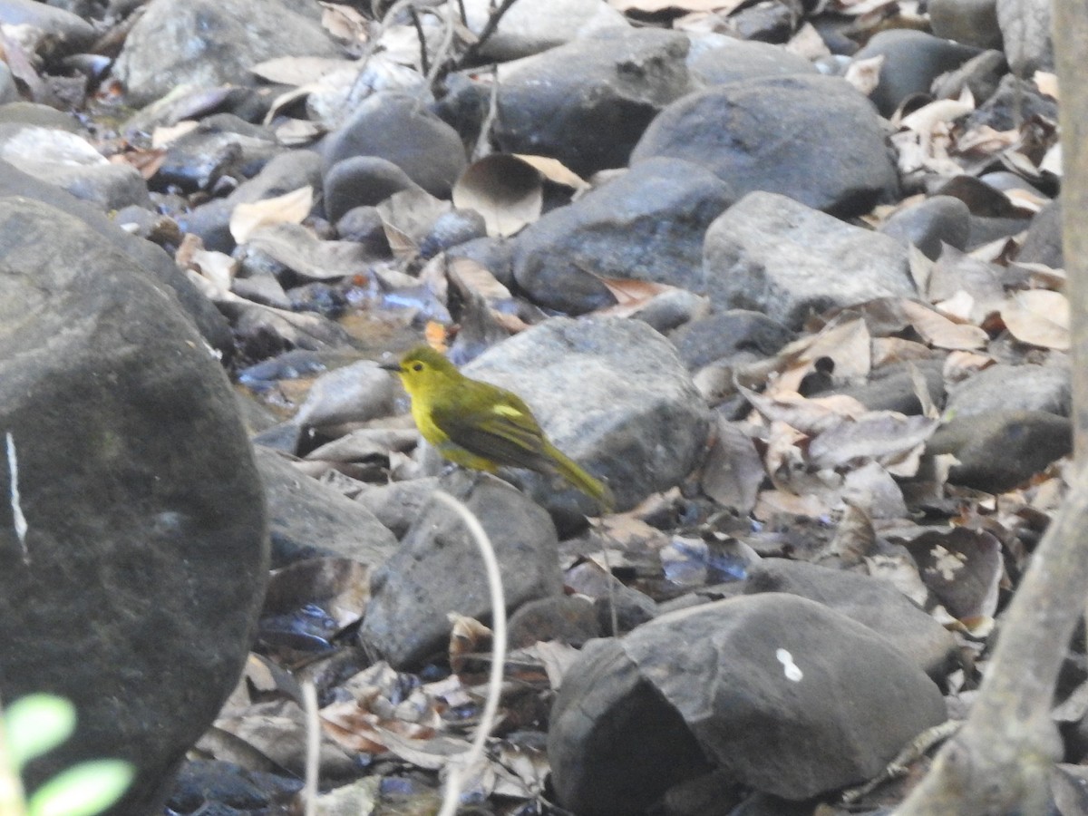 Yellow-browed Bulbul - Manoj Karingamadathil