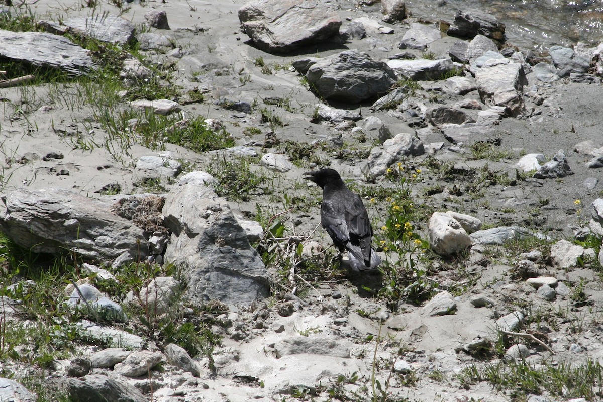 Common Raven - ML304196341