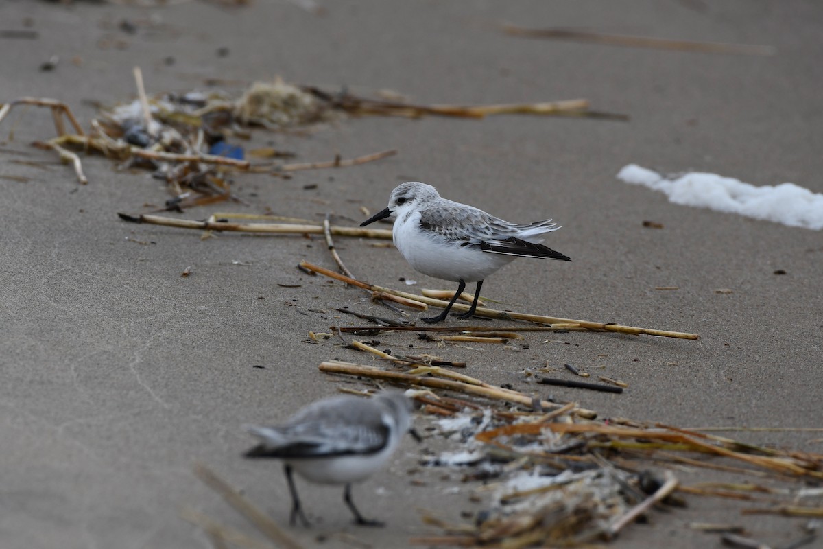 Sanderling - Joseph Walston