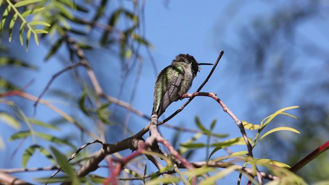 Costa's Hummingbird - ML304197791
