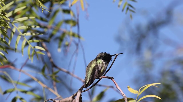 Costa's Hummingbird - ML304197951
