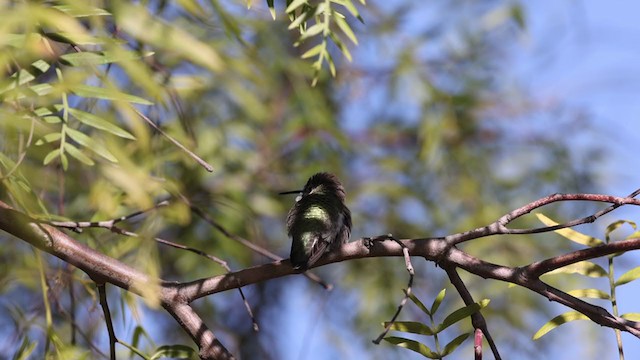 Costa's Hummingbird - ML304199321