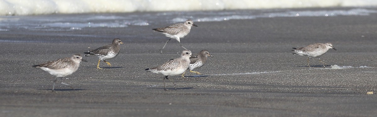 Red Knot - ML304200071