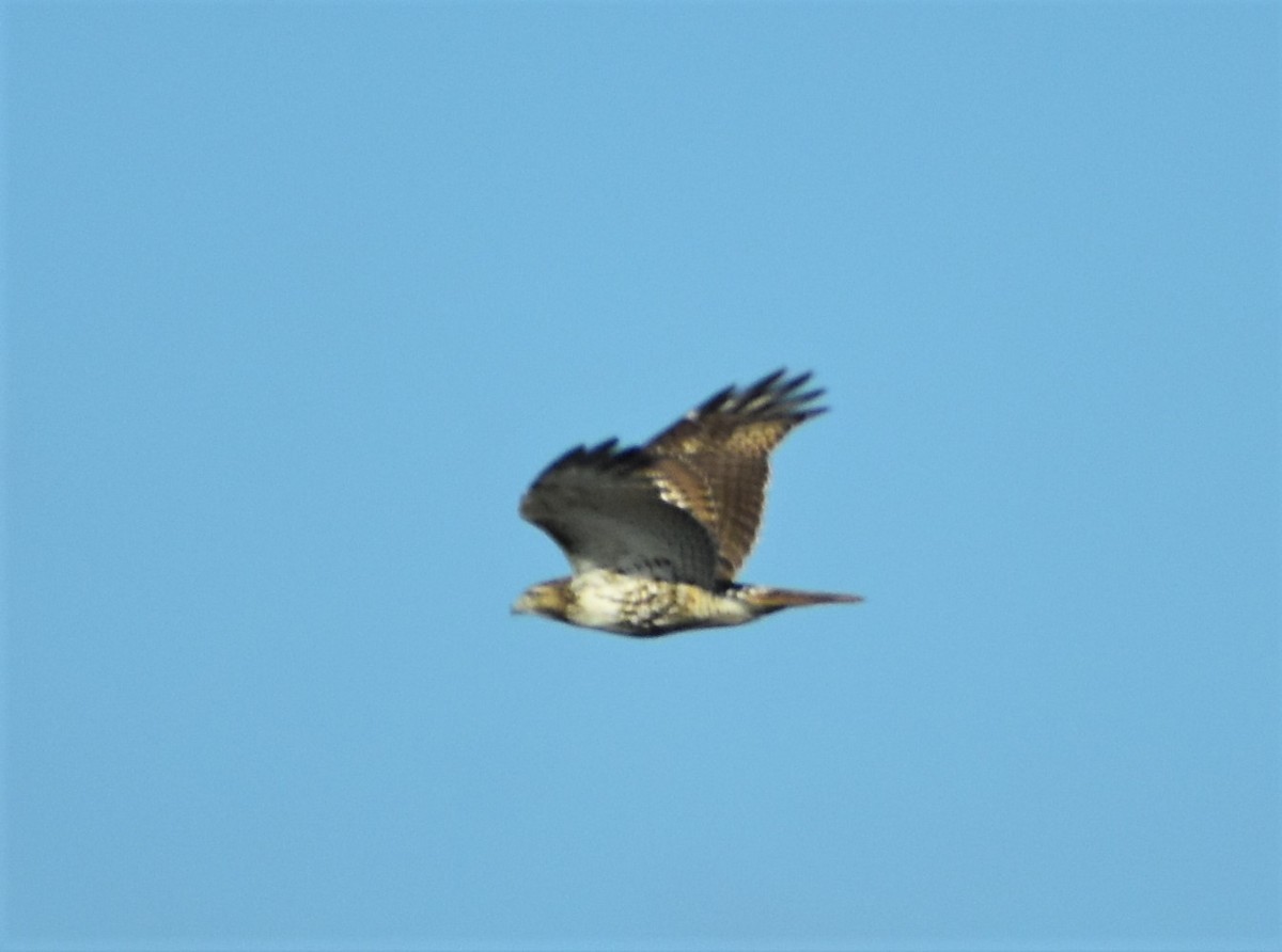 Red-tailed Hawk - ML304200911