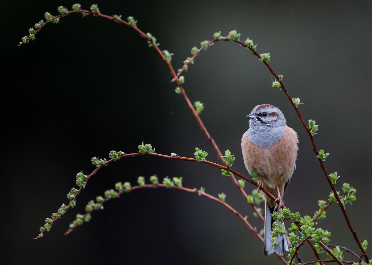 Godlewski's Bunting - Ian Davies