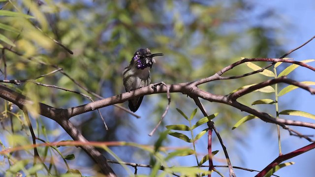 Costa's Hummingbird - ML304202821