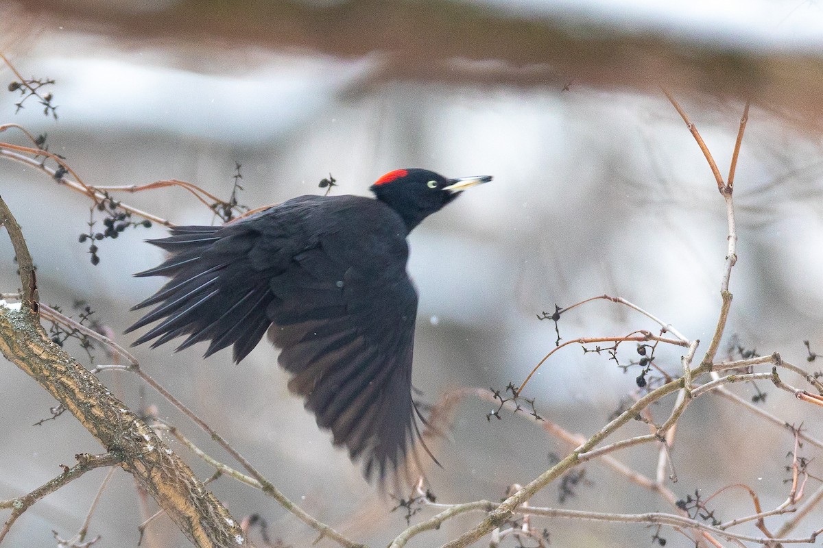 Black Woodpecker - ML304202941