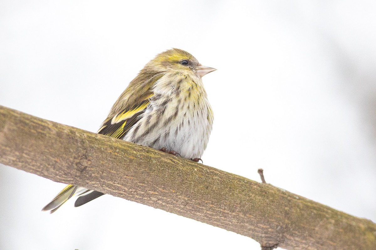 Eurasian Siskin - ML304203001