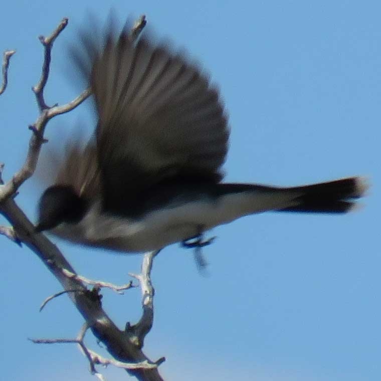 Eastern Kingbird - Tyler Groo