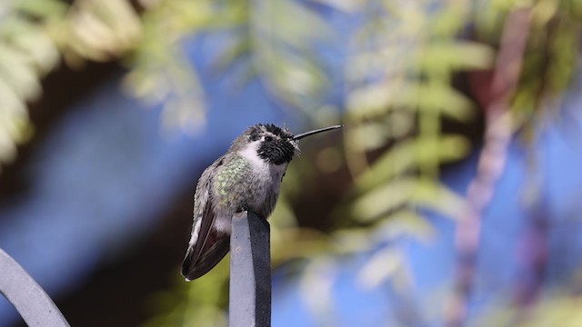 Costa's Hummingbird - ML304203311