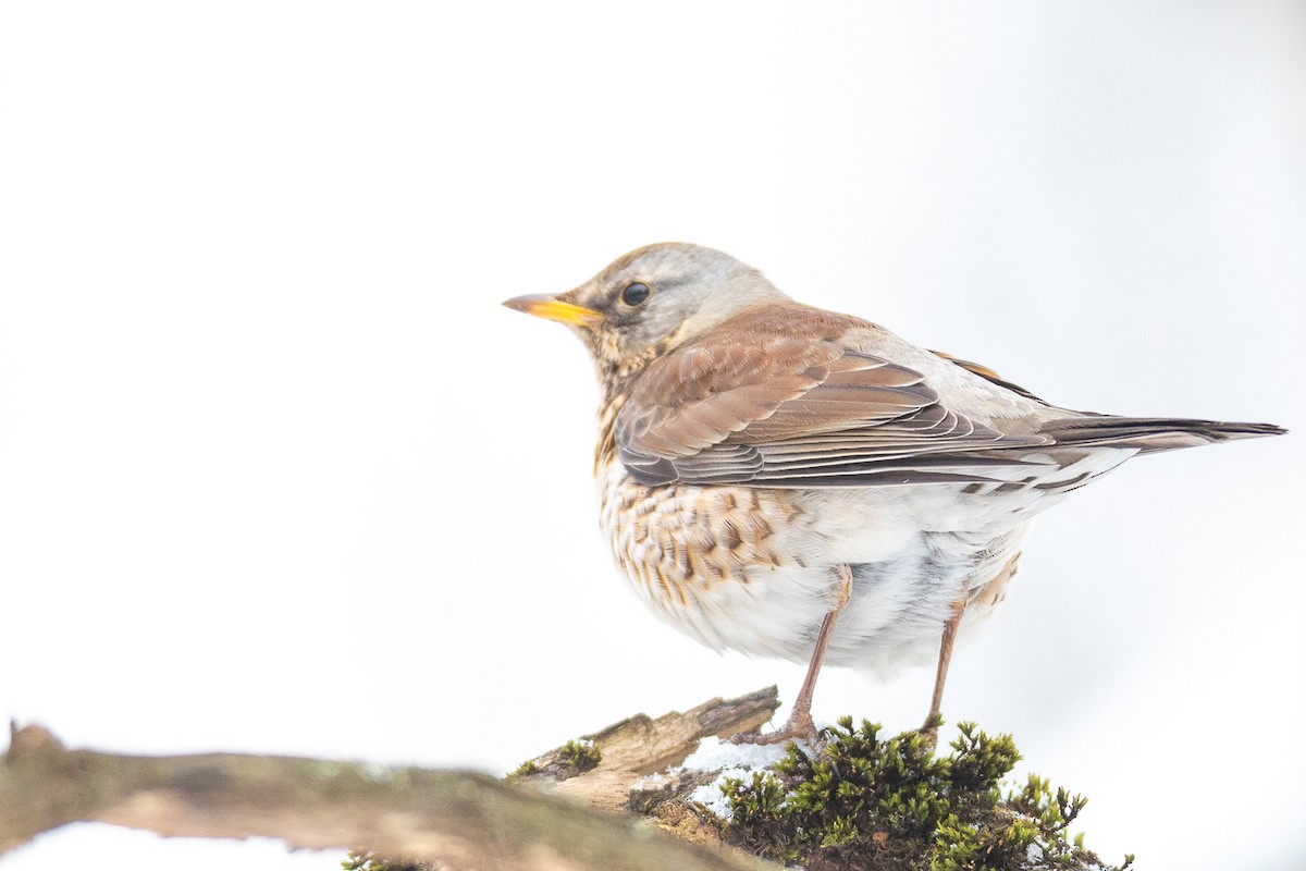 Fieldfare - ML304203321