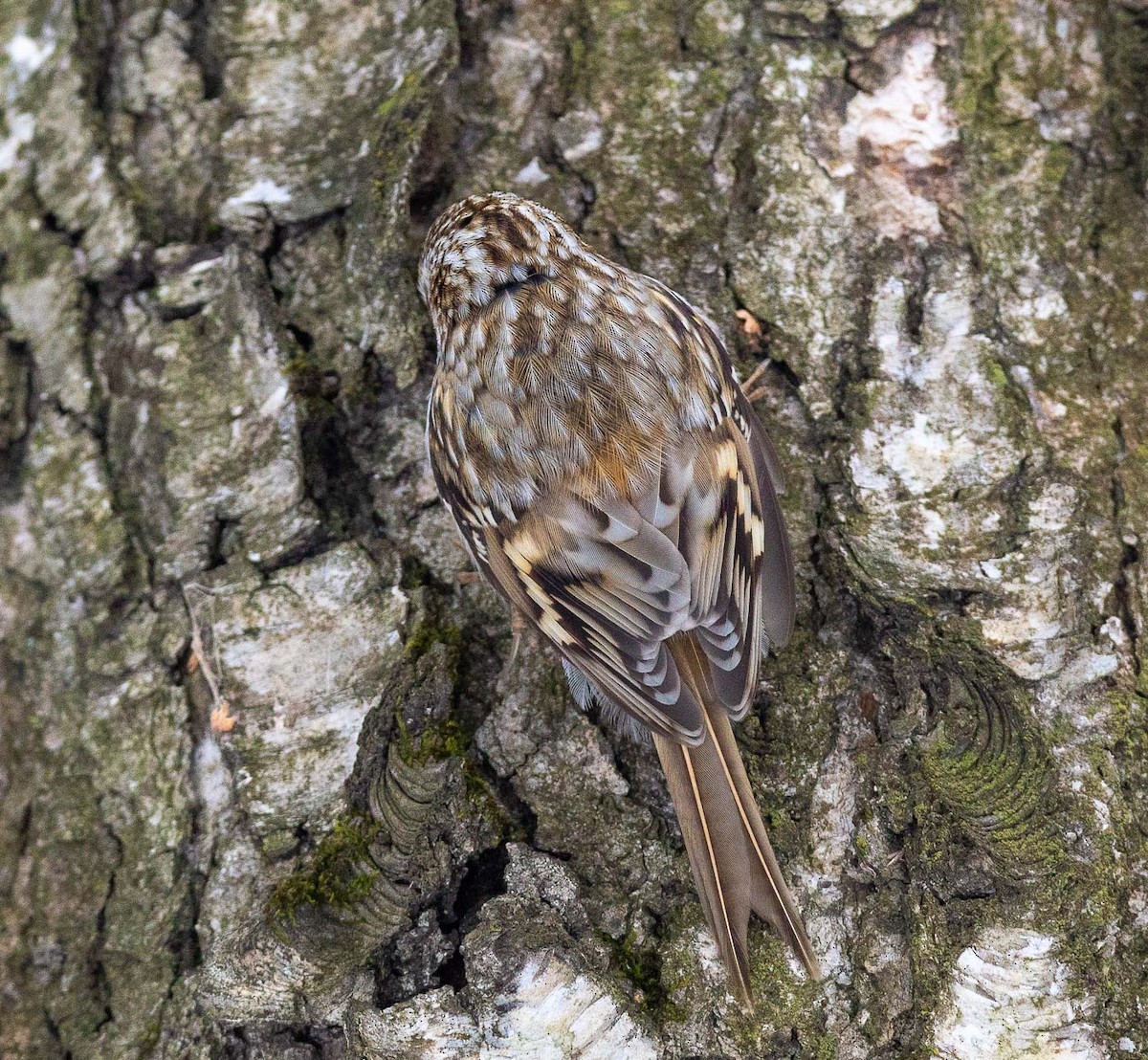 Eurasian Treecreeper - ML304203381