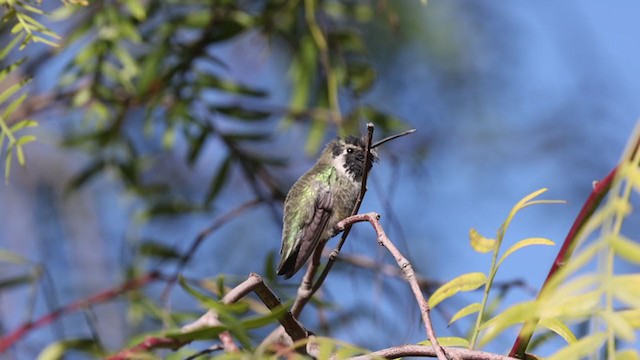 Costa's Hummingbird - ML304203691