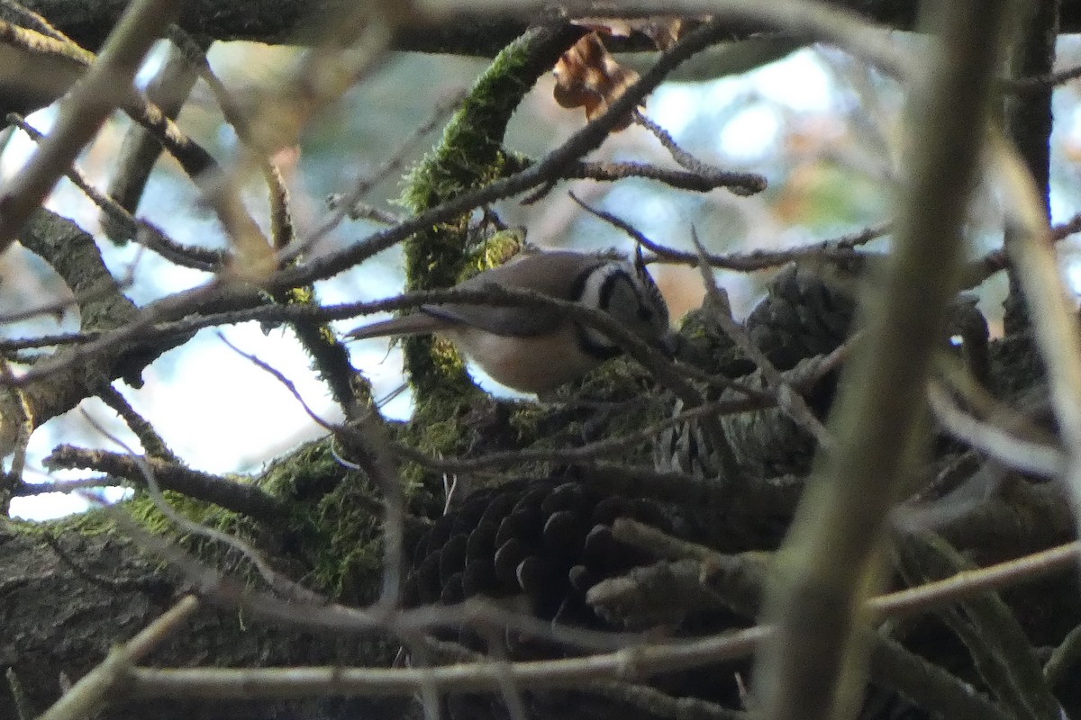 Crested Tit - ML304203711