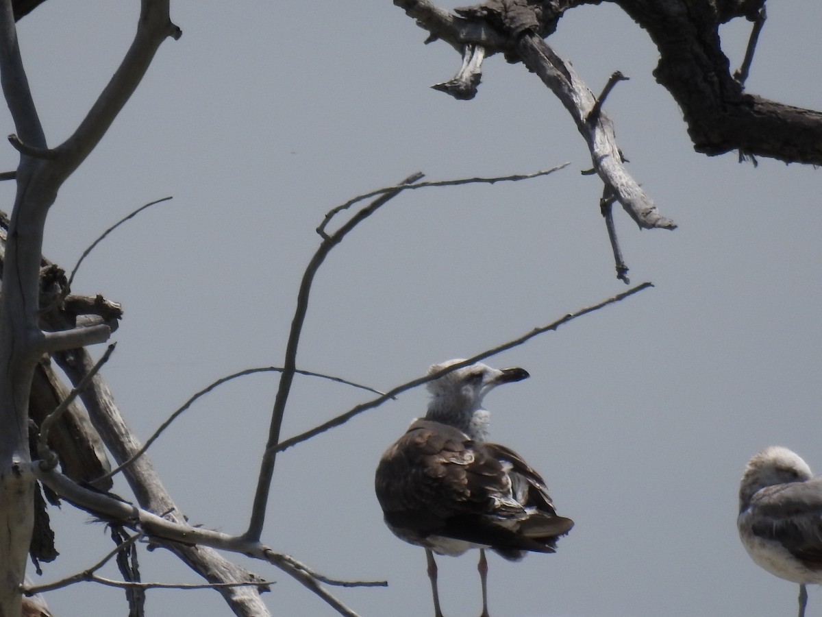 Lesser Black-backed Gull - ML30420401