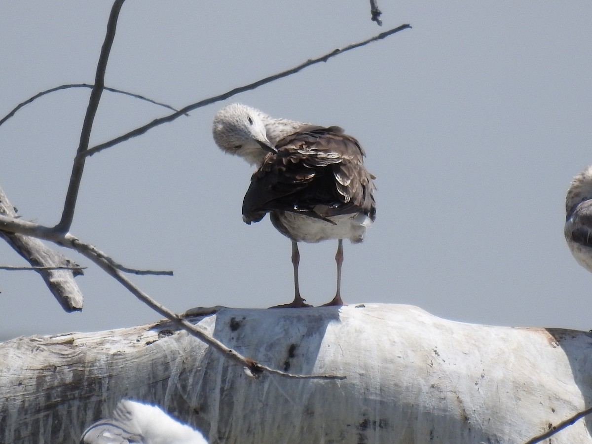 Lesser Black-backed Gull - ML30420431