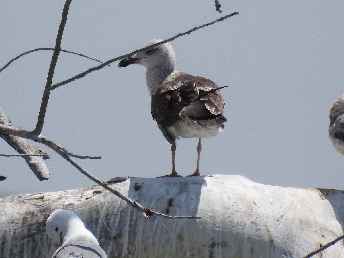 Lesser Black-backed Gull - ML30420451