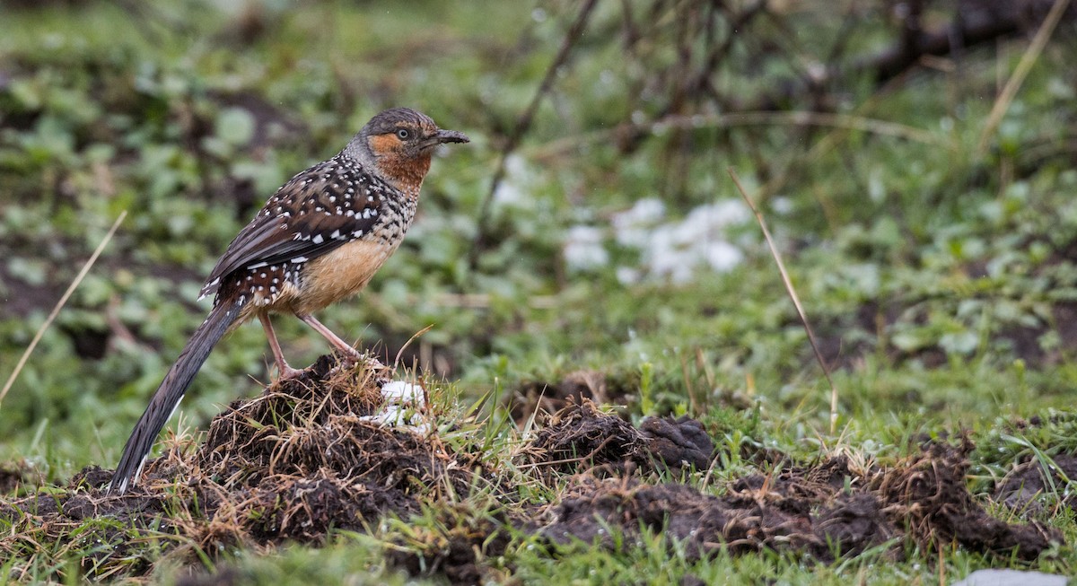 Giant Laughingthrush - Ian Davies