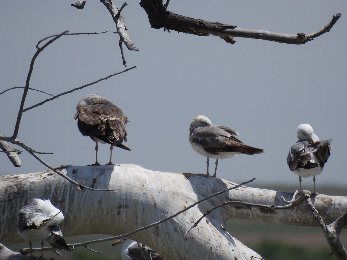 Lesser Black-backed Gull - ML30420491