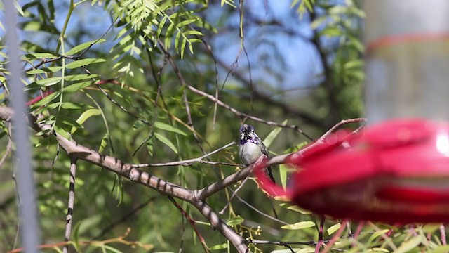 Costa's Hummingbird - ML304204971