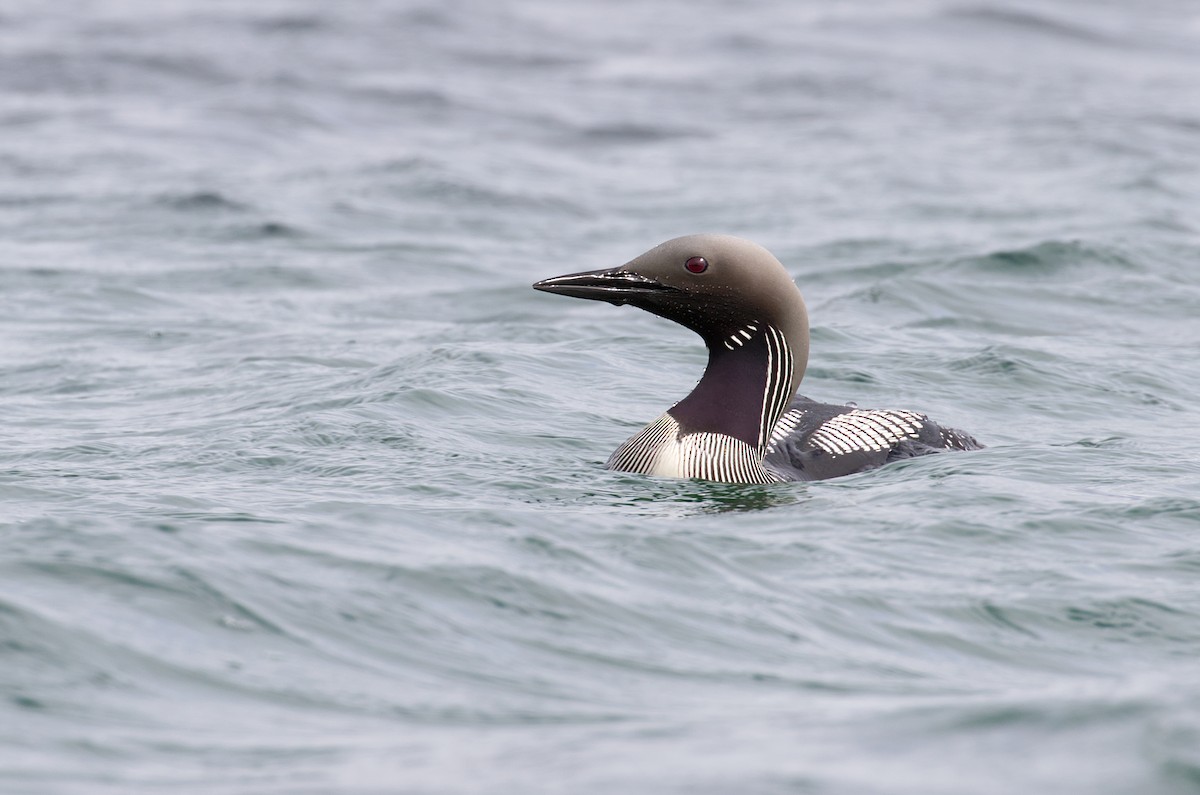 Arctic Loon - Jonathan Farooqi
