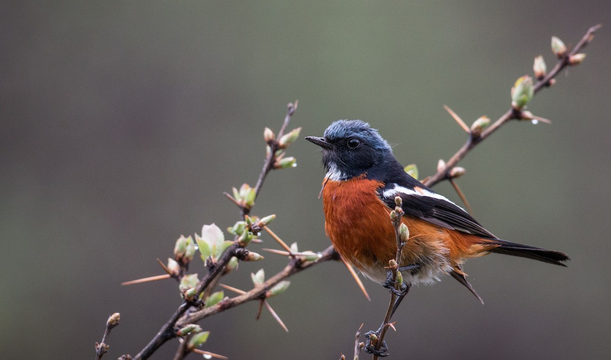 White-throated Redstart - Ian Davies